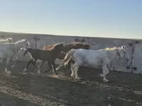 Hing, Kazakh horse — 2. fotó