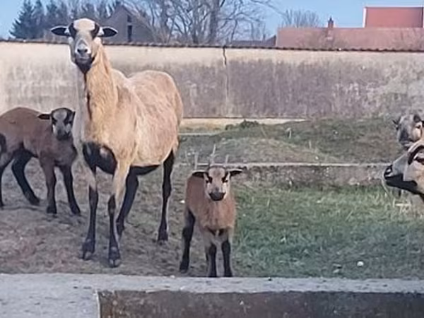 Oveja, Cameroon sheep — Hungría