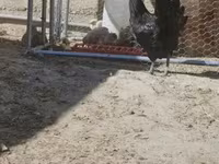 Ayam Cemani — Foto 5
