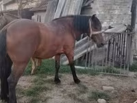 Mare, Horses — photo 7