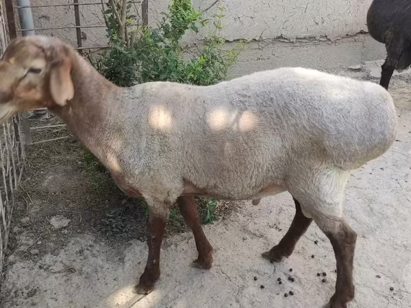 Kos, Juhok