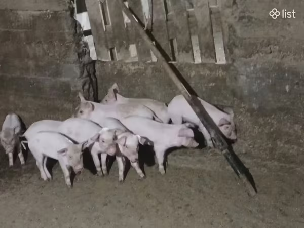 Boar, Pigs
