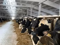 Cow, Holstein breed — photo 5