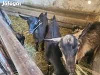 Goat, Goats — photo 1