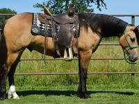 घोड़ा, Gypsy horse — फ़ोटो 1