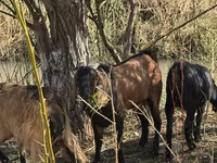 عنزة, Alpine goat — الصورة 2