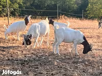 Nőstény kecske, Boer goat — 6. fotó