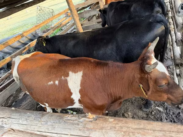 Krava, Simmental cattle