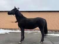 Klisna, Akhal-Teke — foto 3