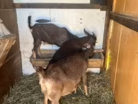 公山羊, Goats — 照片 3