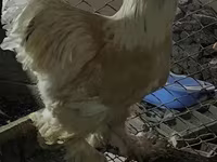 Brahma — zdjęcie 1