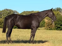 Kobyła, Quarter Horse — zdjęcie 2