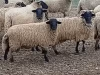 भेड़, Merino sheep — फ़ोटो 4