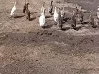 Ducks — 照片 3