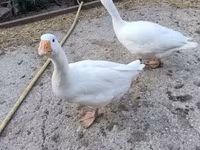 Geese — zdjęcie 4