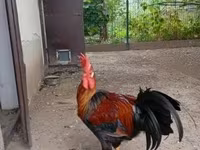 Chickens — 4-сурет