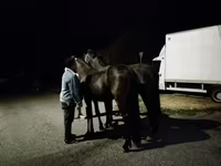 公马, Friesian — 照片 2