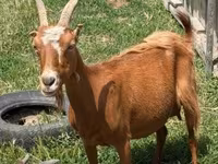 公山羊, Goats — 照片 3