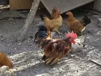 Chickens — photo 4