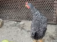 Chickens — foto 2