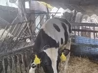 Bull, Holstein breed — photo 5