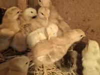 Chickens — foto 1