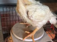 Chickens — zdjęcie 3