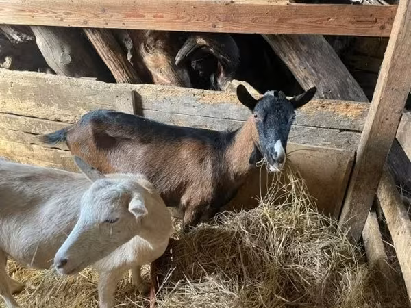 Cabra, Alpine goat