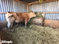 Tehén, Limousin tehén — 2. fotó