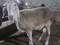نعجة, Afghan Arabi sheep — الصورة 4