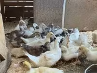 Ducks — Foto 1