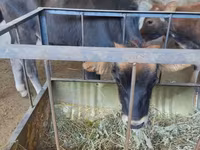 Cow, Cattle — photo 1
