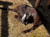 Kozel, Nubian Goat — foto 3