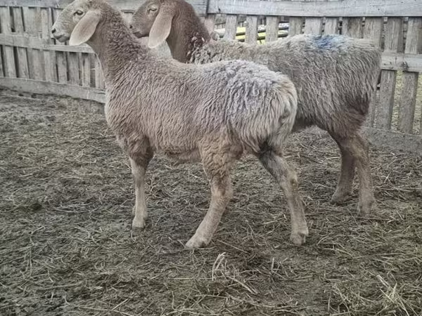 भेड़, Arashan sheep