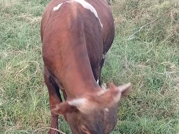 Bika, Szarvasmarhák
