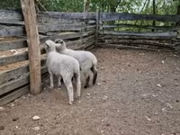 Juh, White Suffolk sheep — 4. fotó