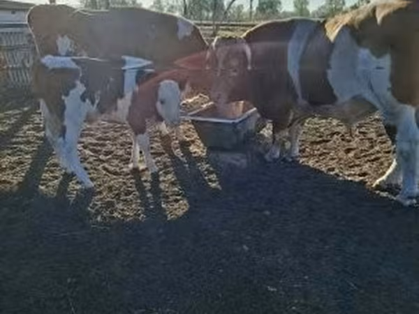 母牛, Simmental cattle — 匈牙利