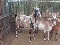 公山羊, Nubian Goat — 照片 2