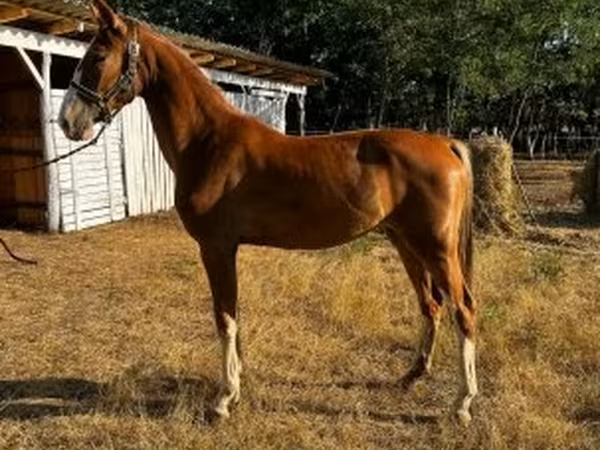 Kanca, Dutch warmblood horse