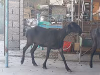 Koza, Kozy — zdjęcie 4