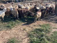 Kozioł, Kozy — zdjęcie 3