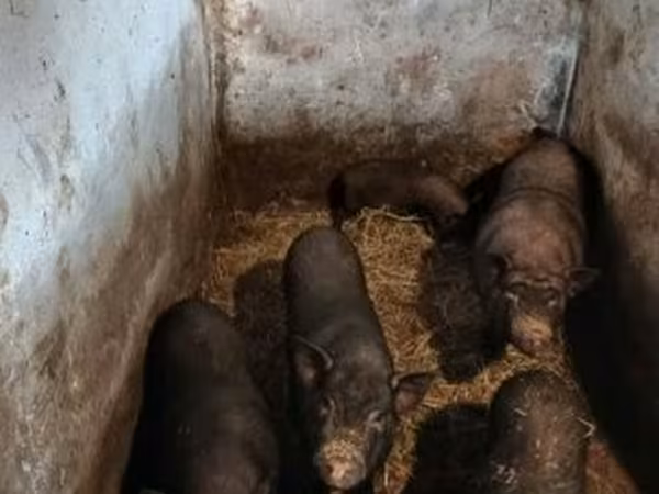 Süldőanya, Sertések — Magyarország