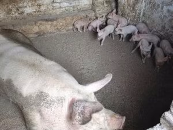 Pigs (batch, sex not specified), Pigs — Hungary