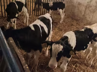 Bulle, Russian Black pied cattle — Foto 5