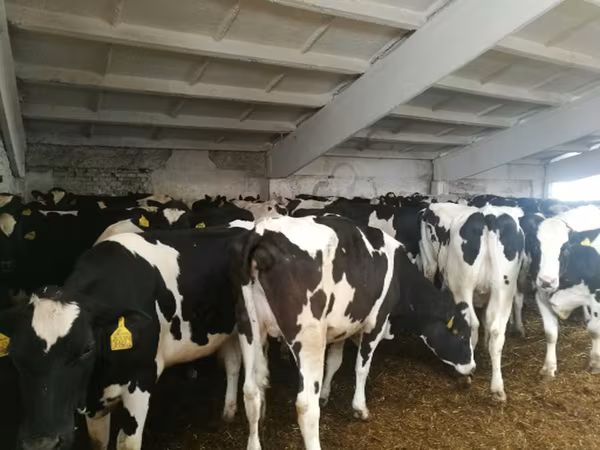 Tehén, Holstein fajta