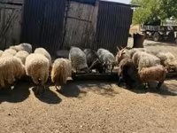 Kos, Racka sheep — 7. fotó