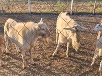 Billy Goat, Boer goat — photo 2