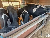 ثور, Russian Black pied cattle — الصورة 4