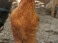 Chickens — 照片 2
