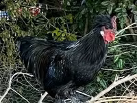 Chickens — फ़ोटो 7